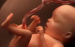 Развитие плода по дням, неделям, месяцам Развитие плода по дням, неделям, месяцам